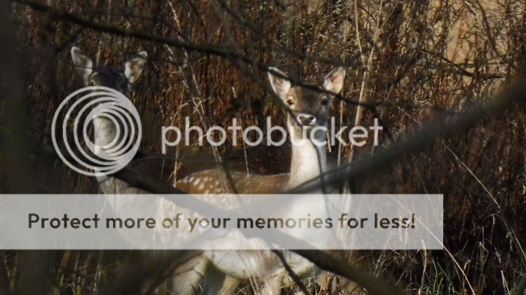 92bf8e0d-9f39-4932-a2a2-4806cdfe437f_zps