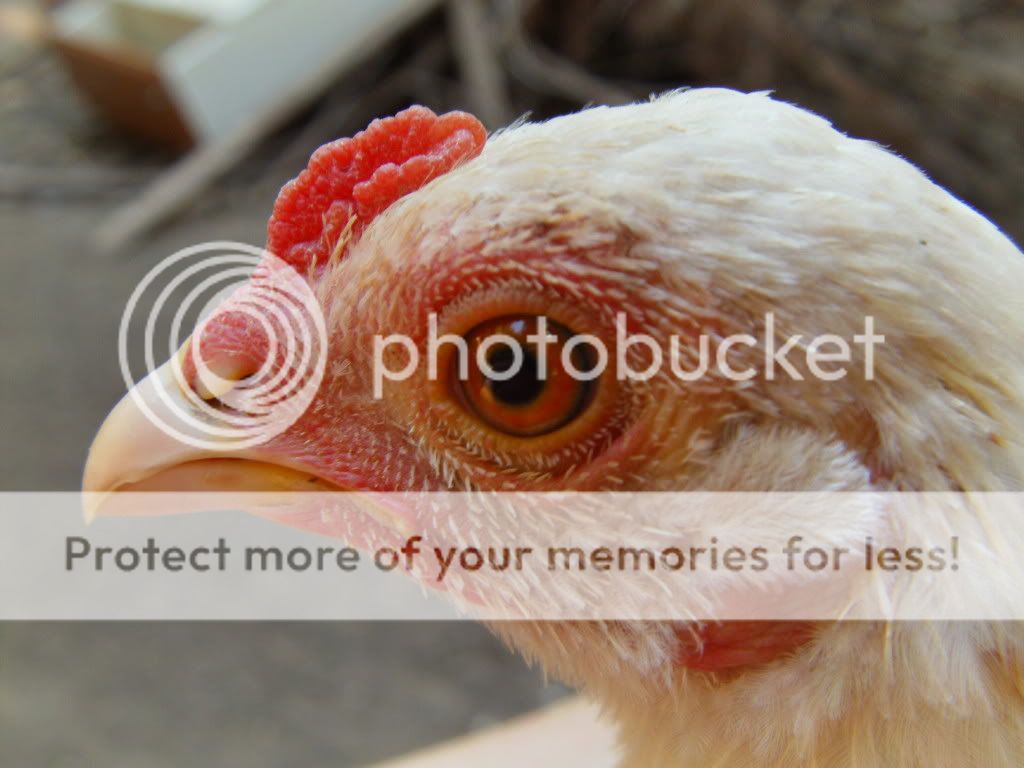 NEW!! red pyle yokohama!! sort of... Please check him out anyway. PICS