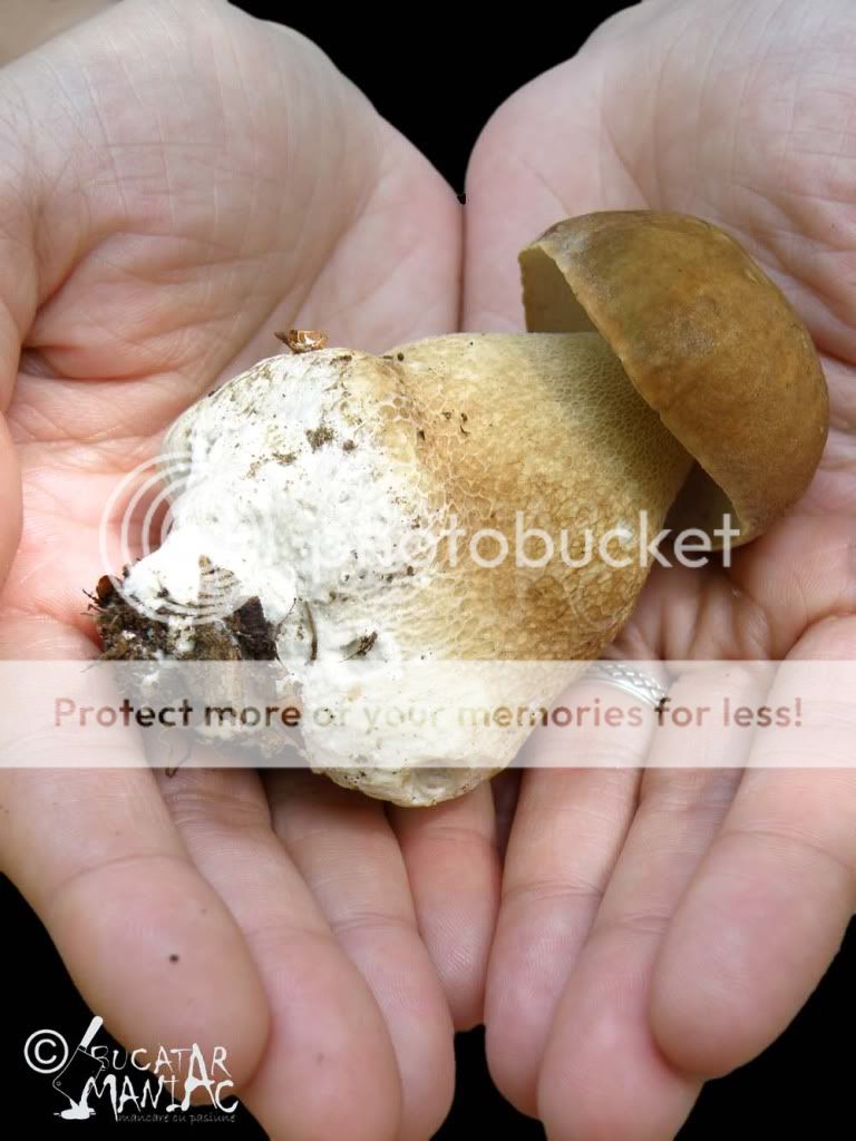 ciuperci de padure,ciuperci comestibile,ciuperci otravitoare,hribi,pitoanca,oite,bureti