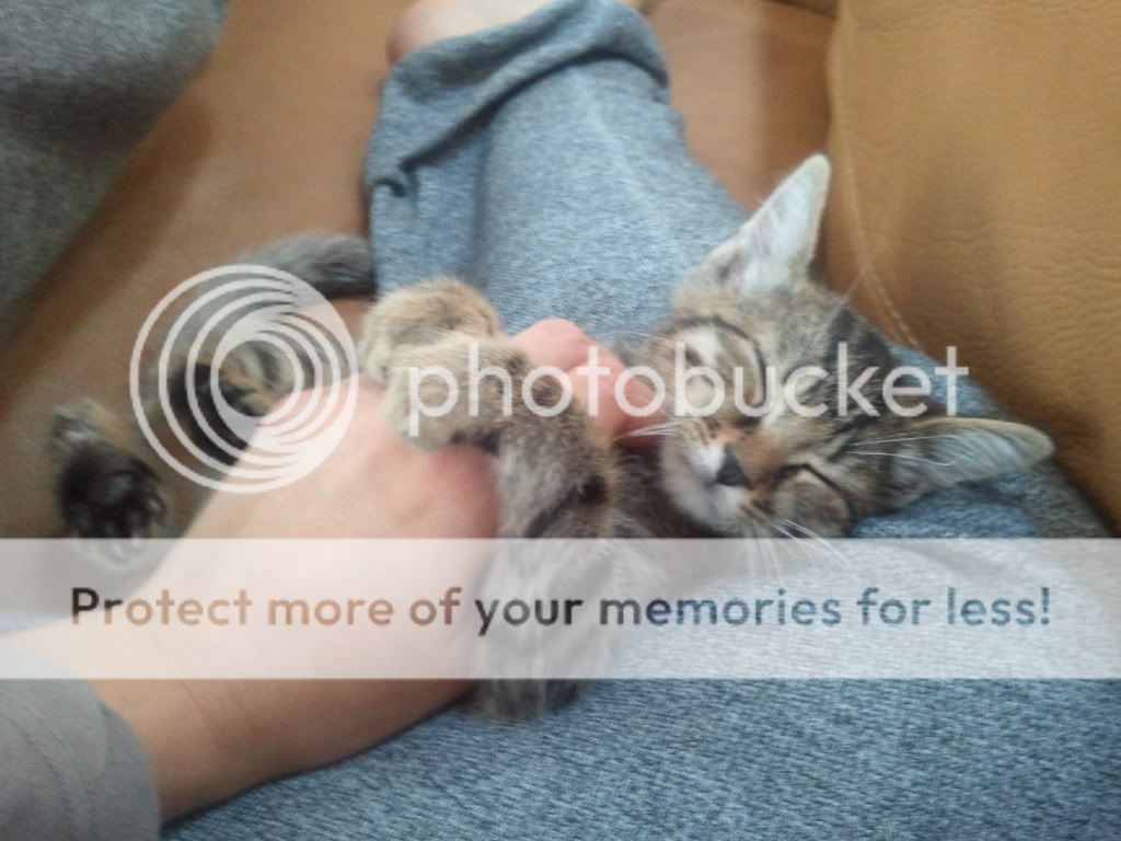 Rambo.jpg?t=1323104839