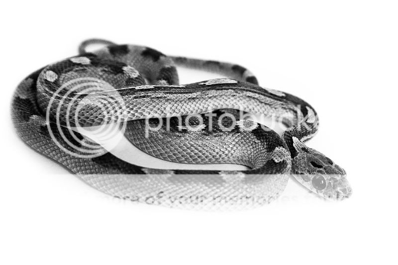 IMAGE: http://i738.photobucket.com/albums/xx30/stephensphoto/263-1.jpg