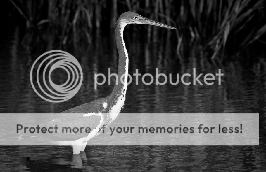 IMAGE: http://i738.photobucket.com/albums/xx30/stephensphoto/646418409_gG7K2-O.jpg