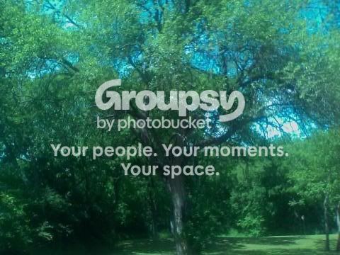 Bigtreeinpark